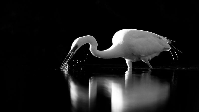 bird,birds,nature,wildlife,great egret,black & white, b & w , птицы,  птица , большая белая цапля , дикая природа , фауна , Black & Whitephoto preview