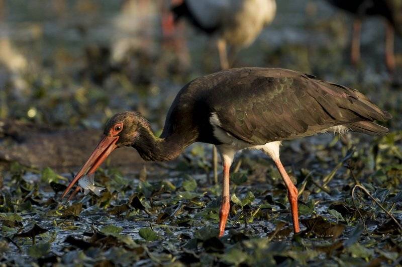 обеденный перерыв. Автор: Predrag Kostin , Predrag Kostin