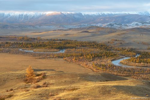 Золото Курайской степи
