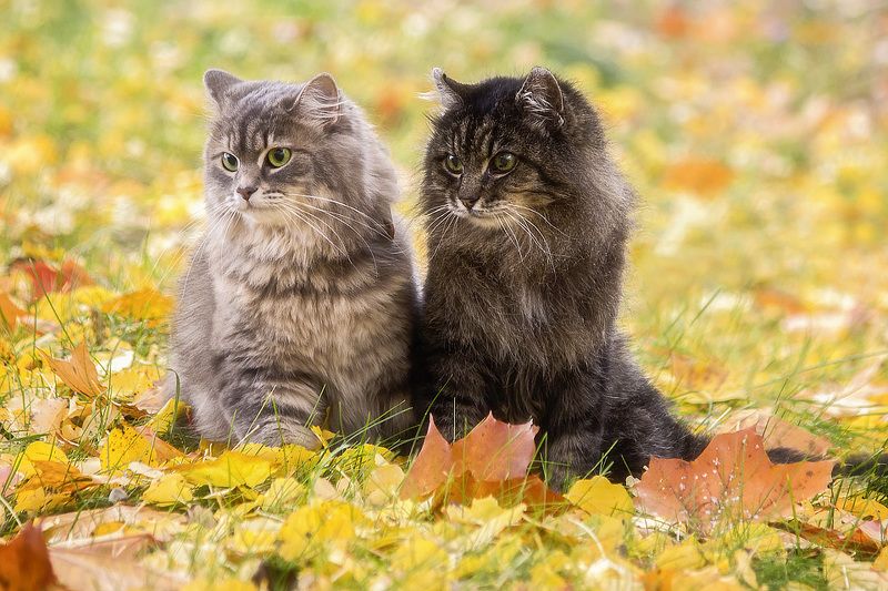 Двое на ковре осенних листьевphoto preview