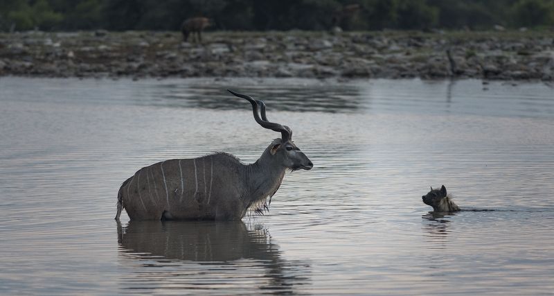 намибия, этоша, рассвет, охота, куду, гиена Намибияphoto preview