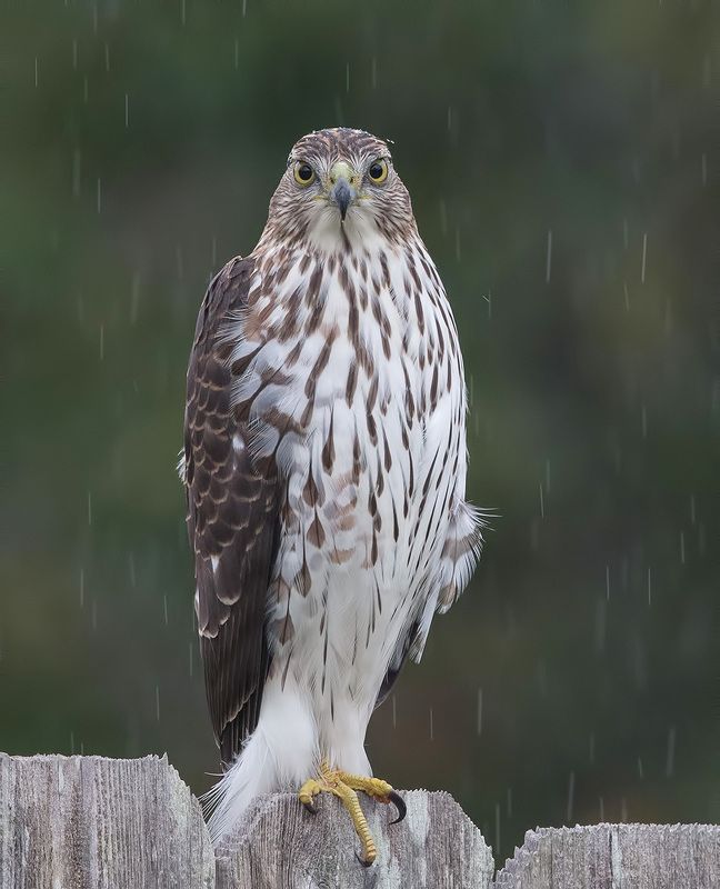 Полосатый ястреб - Sharp-shinned Hawk