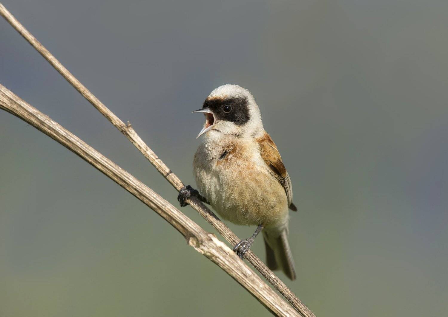 Обыкновенный ремез.. Автор: Андрей Киселёв птицы,природа,лето, Андрей Киселёв