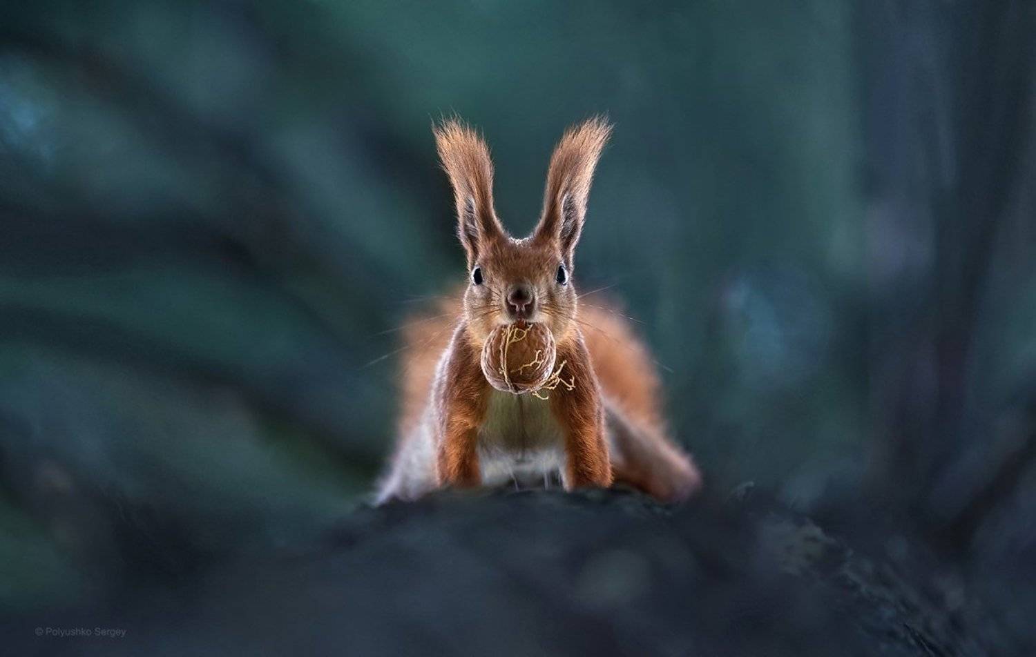 белка, Полюшко Сергей