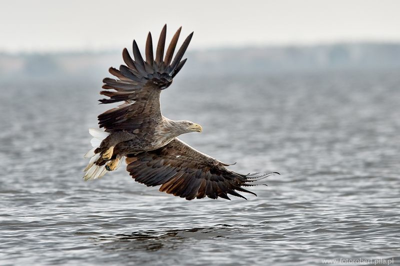 Орел в полете Орел в полетеphoto preview