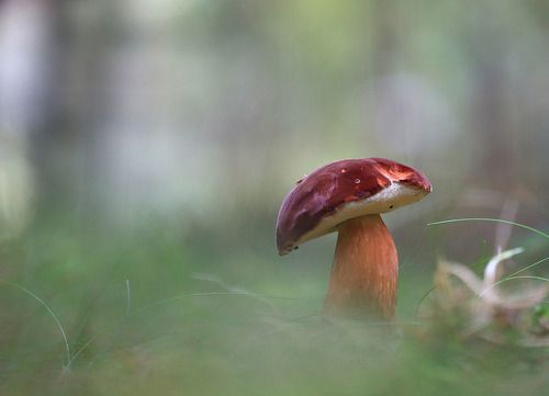 В серебренном тумане.