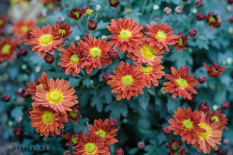 октябрьские цветы Последний поцелуй октября . . .photo preview