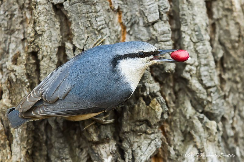 Поползеньphoto preview