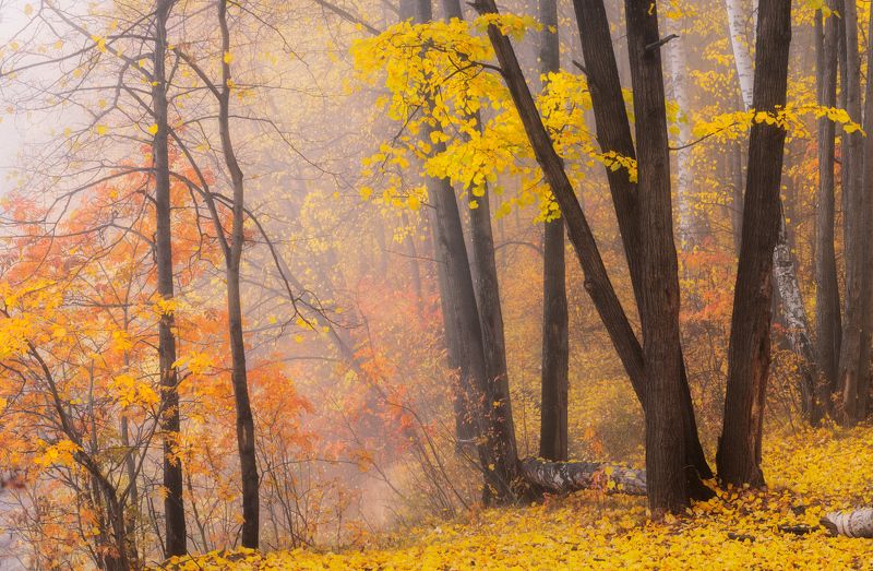 Прогулка в осеньphoto preview