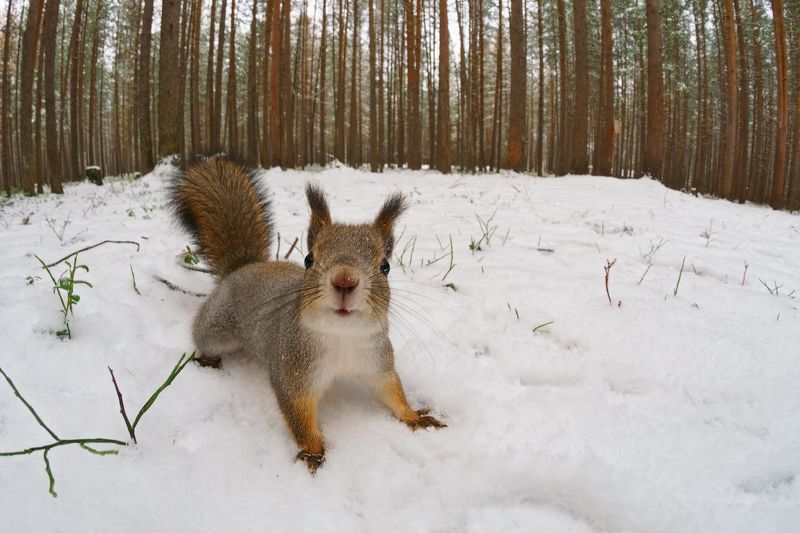 печора,коми,север,белка,осень,снег Беличьи историиphoto preview
