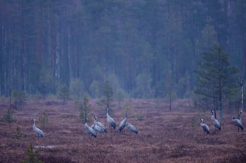 Серые ноты дождя