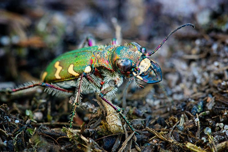 жук, скакун Волосатый лупоглазикphoto preview
