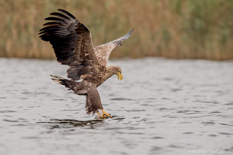 Орел в полете Орел в полетеphoto preview