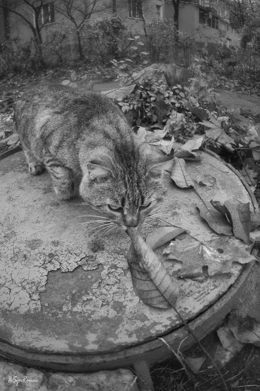 кот,котяра,улица,осень,листья Пахнет осенью ...photo preview