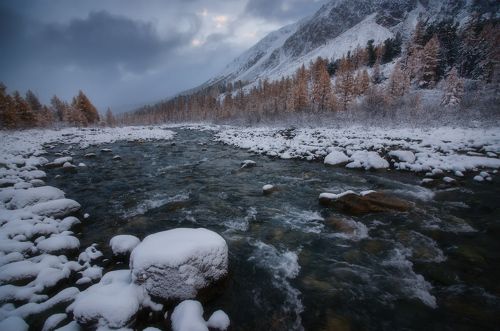 Живая
