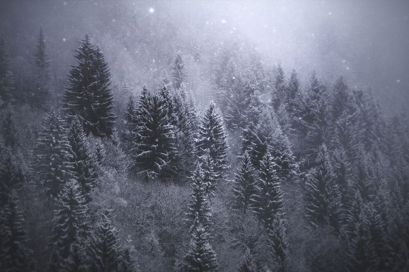 forest, nature, snow, mist, fog, trees, alps, national park, france, tolkien, lord of the rings, onodrim, pagan, soul Frozen Silencephoto preview