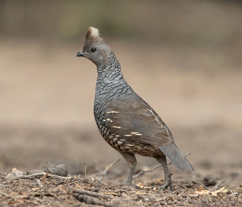 Чешуйчатая Куропатка - Scaled quail