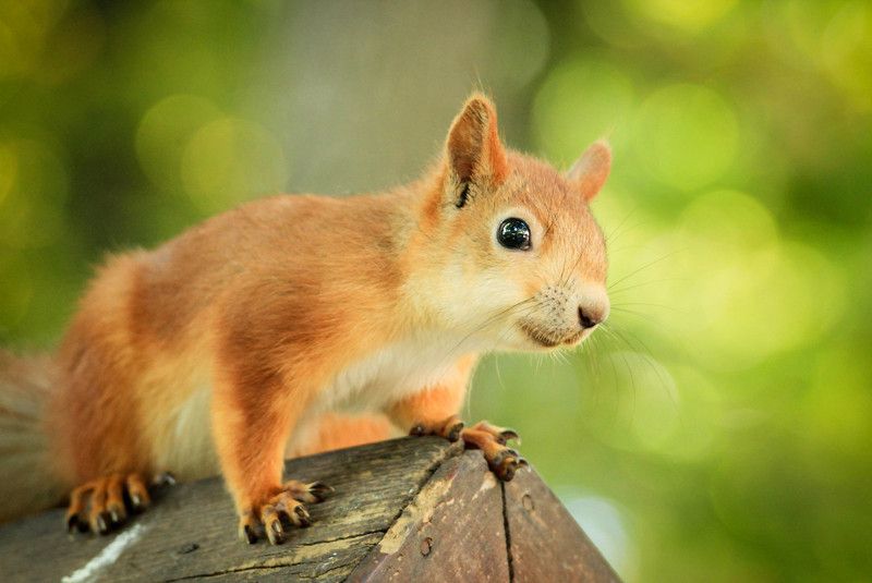 природа, парк, животные, белки А что у вас вкусненького?photo preview