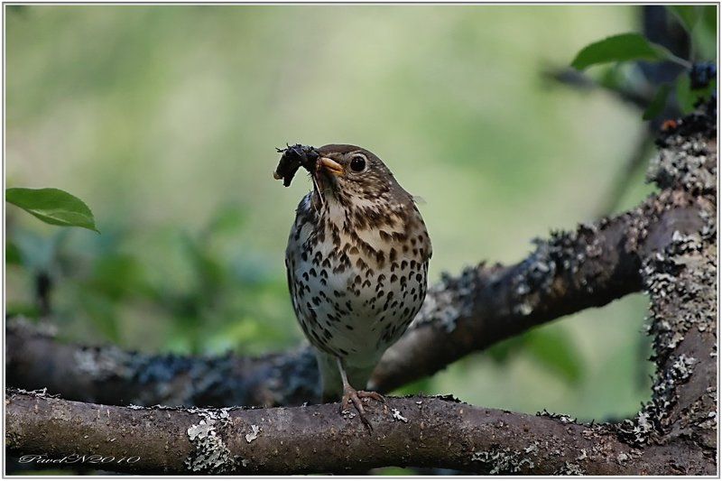 Завтрак дроздаphoto preview