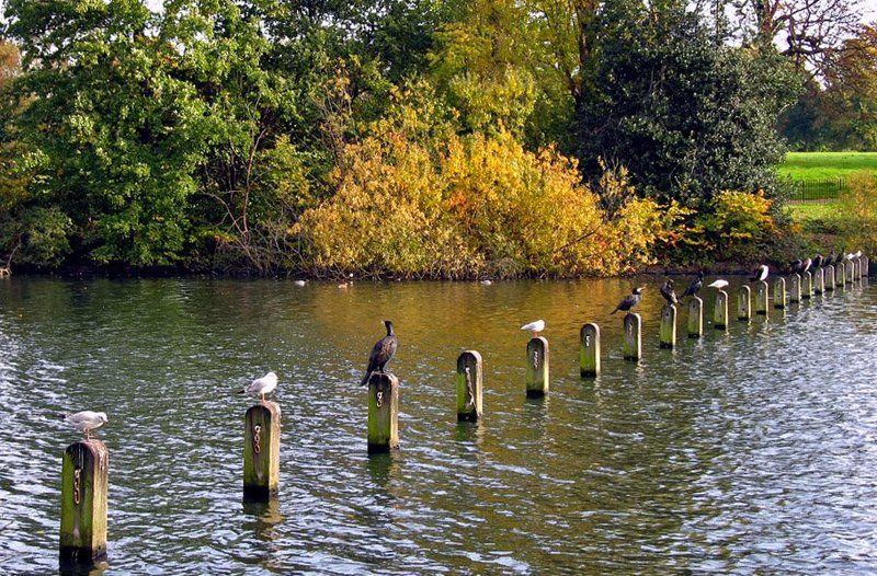 вакантные, места, река, птицы Есть вакантные местаphoto preview