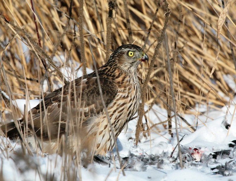 Трапезаphoto preview