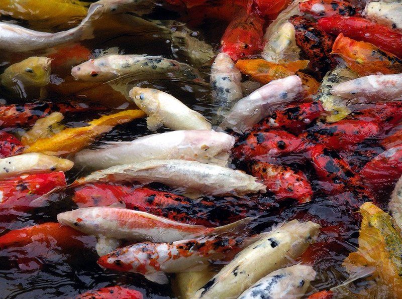 японский, карп, кои Японский карпphoto preview