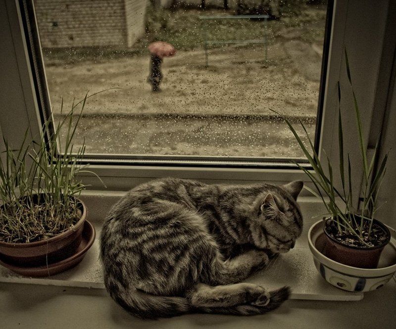 кошка, дождь, зонт Одинокий красный зонтикphoto preview