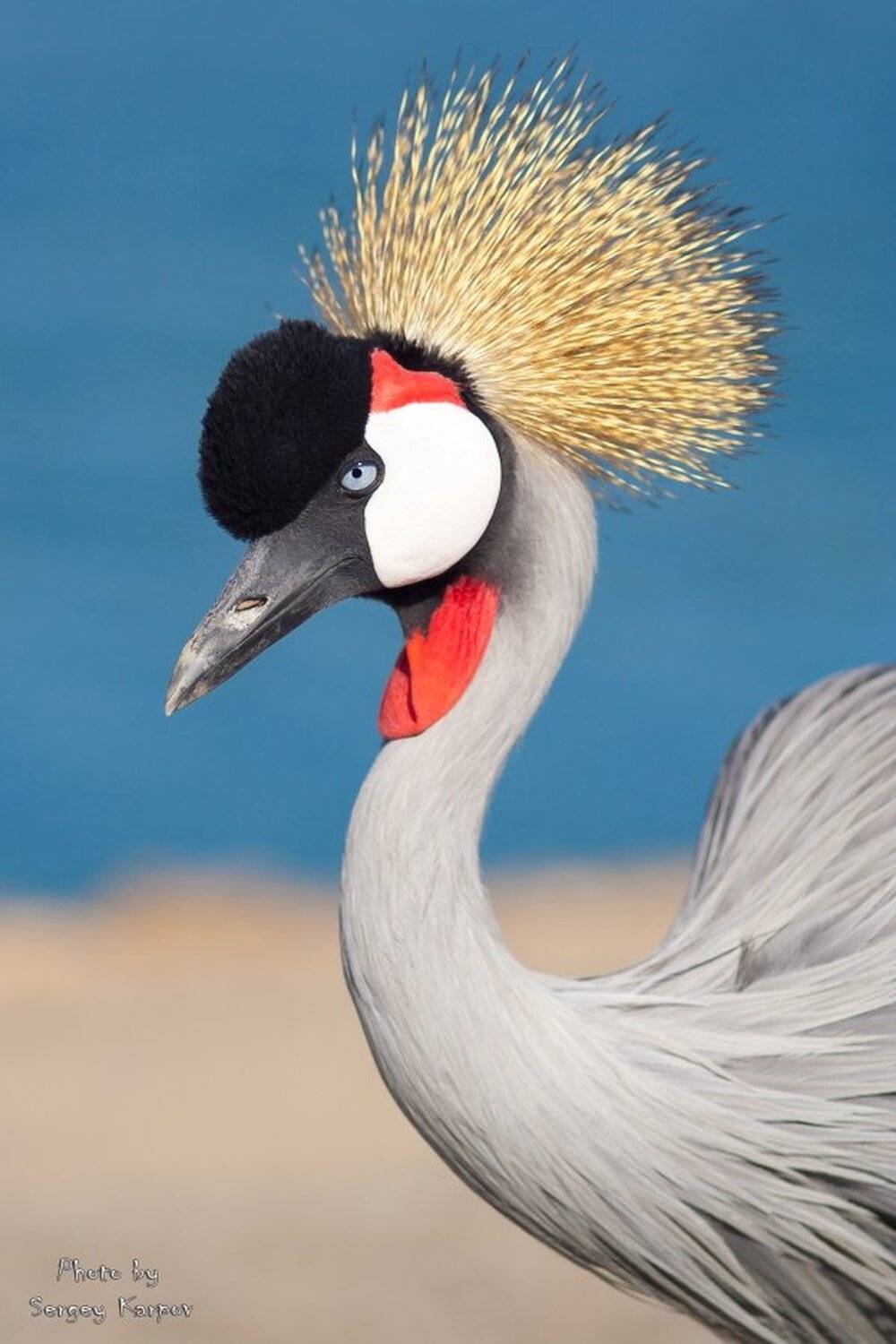 Портрет Венценосного журавля. Автор: Sergey , Sergey