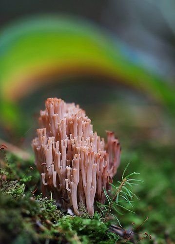 Catch The Rainbow
