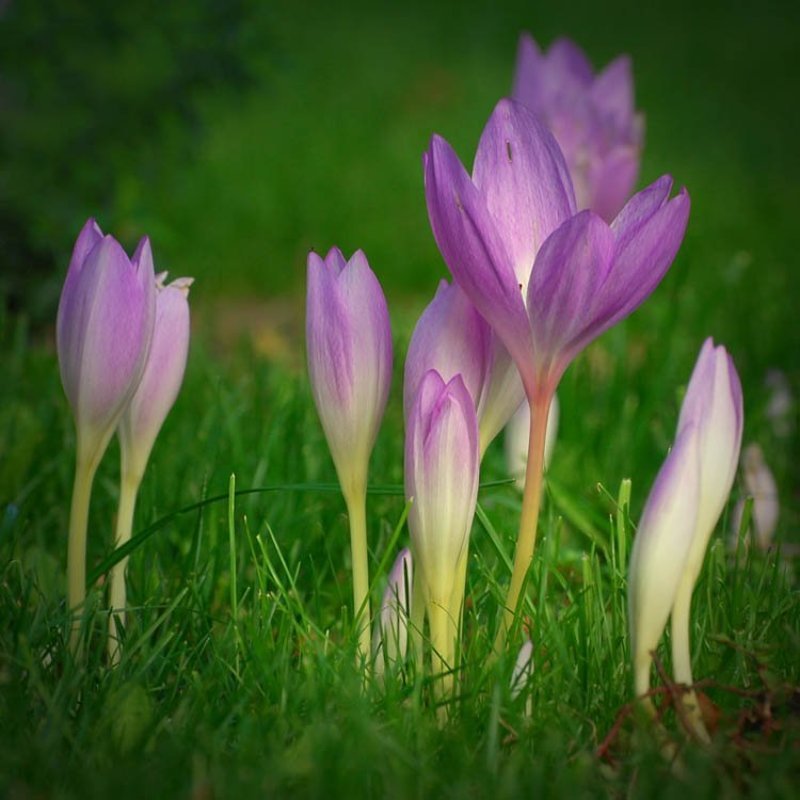 цветы ***photo preview