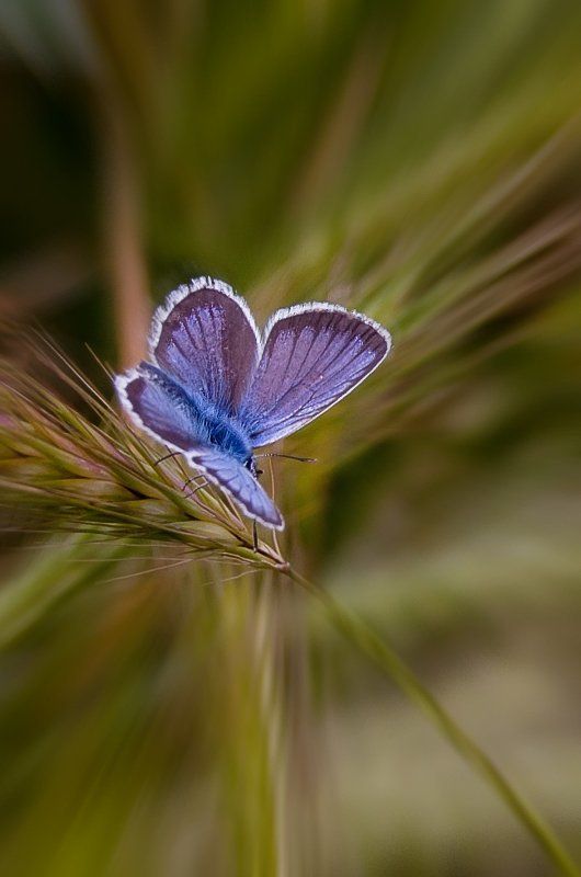 синее, зеленоеphoto preview