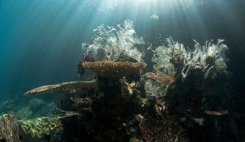 кораллы, свет, underwater, mermaid Ждем русалкуphoto preview