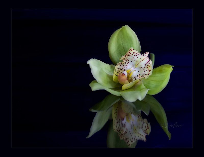 Орхидейностьphoto preview