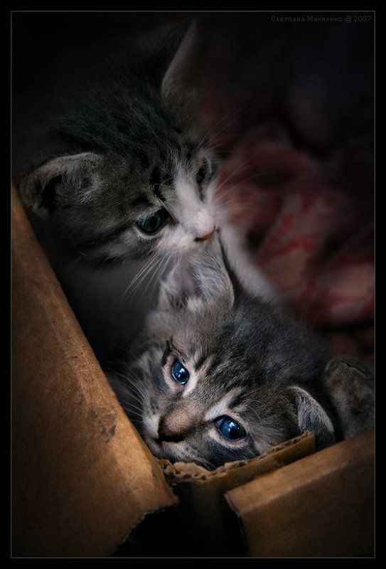 Забери меня, мама!photo preview