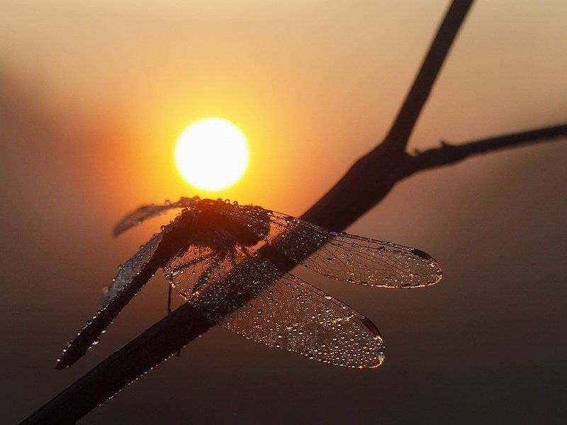 Тяжелая ноша...photo preview