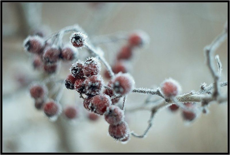 морозное утроphoto preview