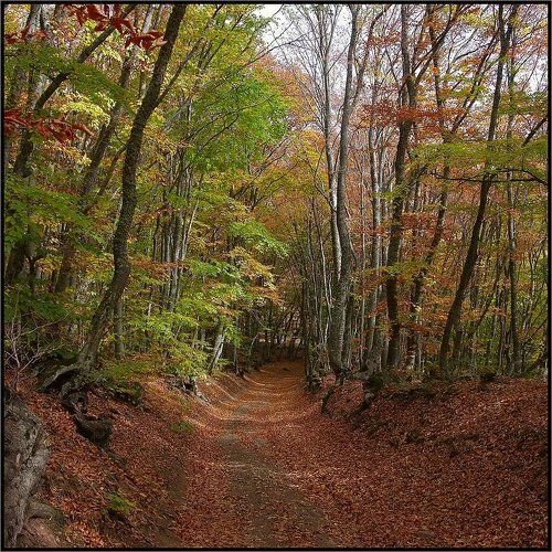 Погуляем по Крымскому лесу?