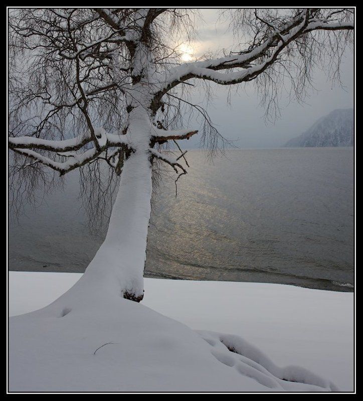 алтай, телецкое, озеро Про веточку.photo preview