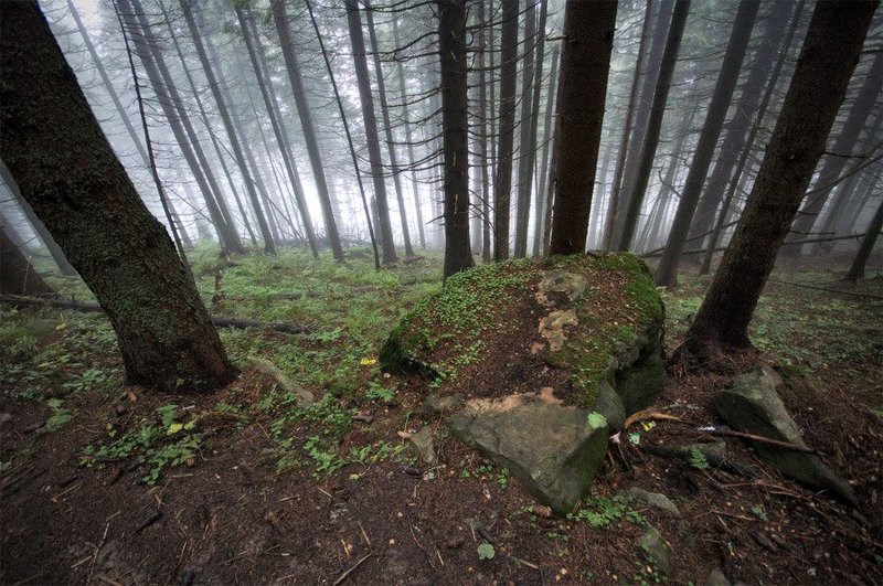 карпаты, лес, туман, осень, природа, пейзаж \\\\//photo preview