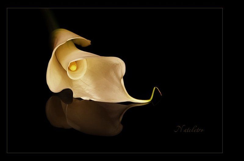 Три цвета... Белыйphoto preview