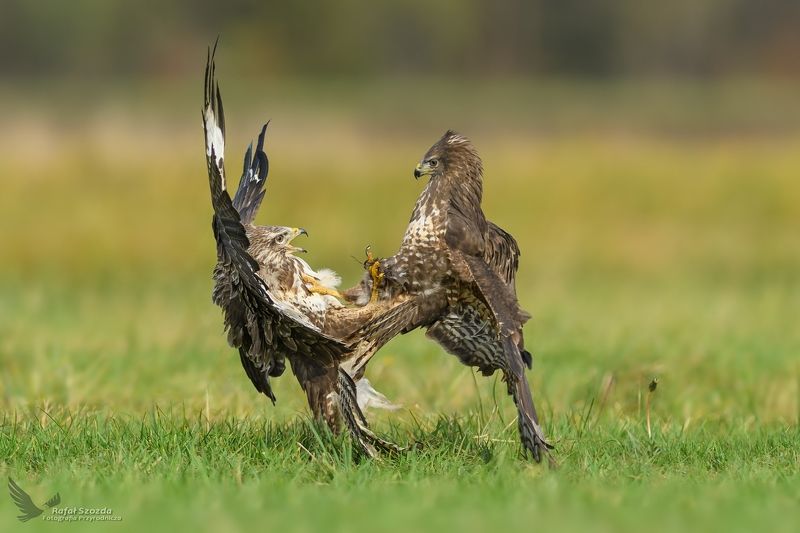 Myszołowy, Common Buzzard (Buteo buteo) ... 2017rphoto preview