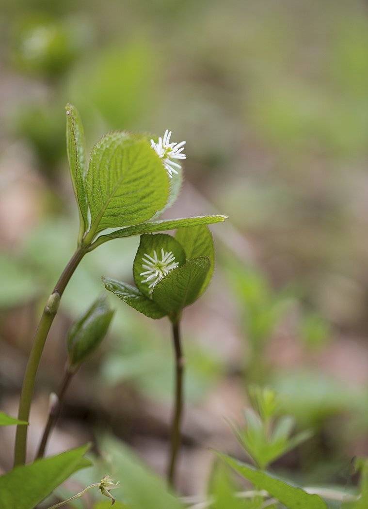 хлорант японский chloranthus japonicus, Евгений Слободской