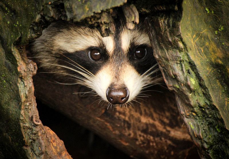 природа, животные, дикие, енот, зоопарк Любопытный носphoto preview