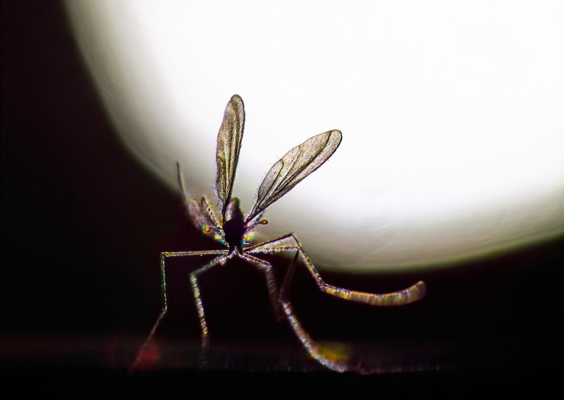 КомАринскаяphoto preview