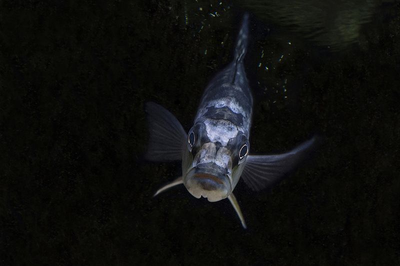 startledphoto preview