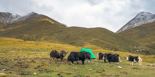 Tibet 2014