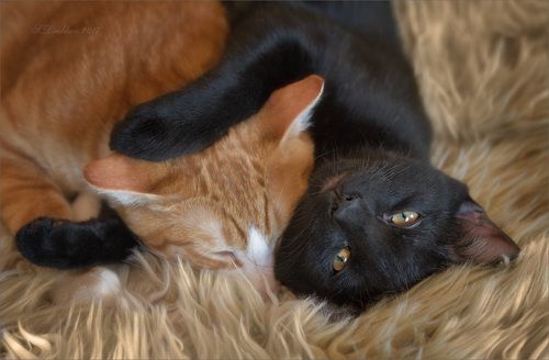 Спи, брат!
