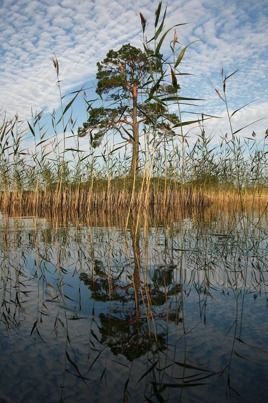карелия, пейзаж, озеро, дерево, отражение photo preview