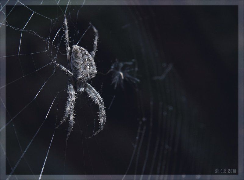 Паукphoto preview