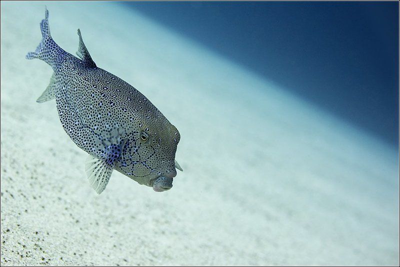 Красавчик Или Губки-магнитphoto preview